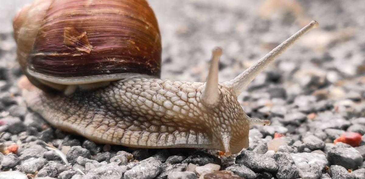 Allarme per la lumaca killer: sintomi e come si riconosce